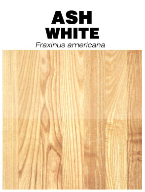 White ash (Fraxinus americana) hardwood sample